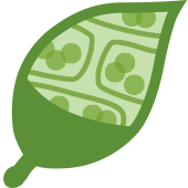 プラスチド相転換ダイナミクス