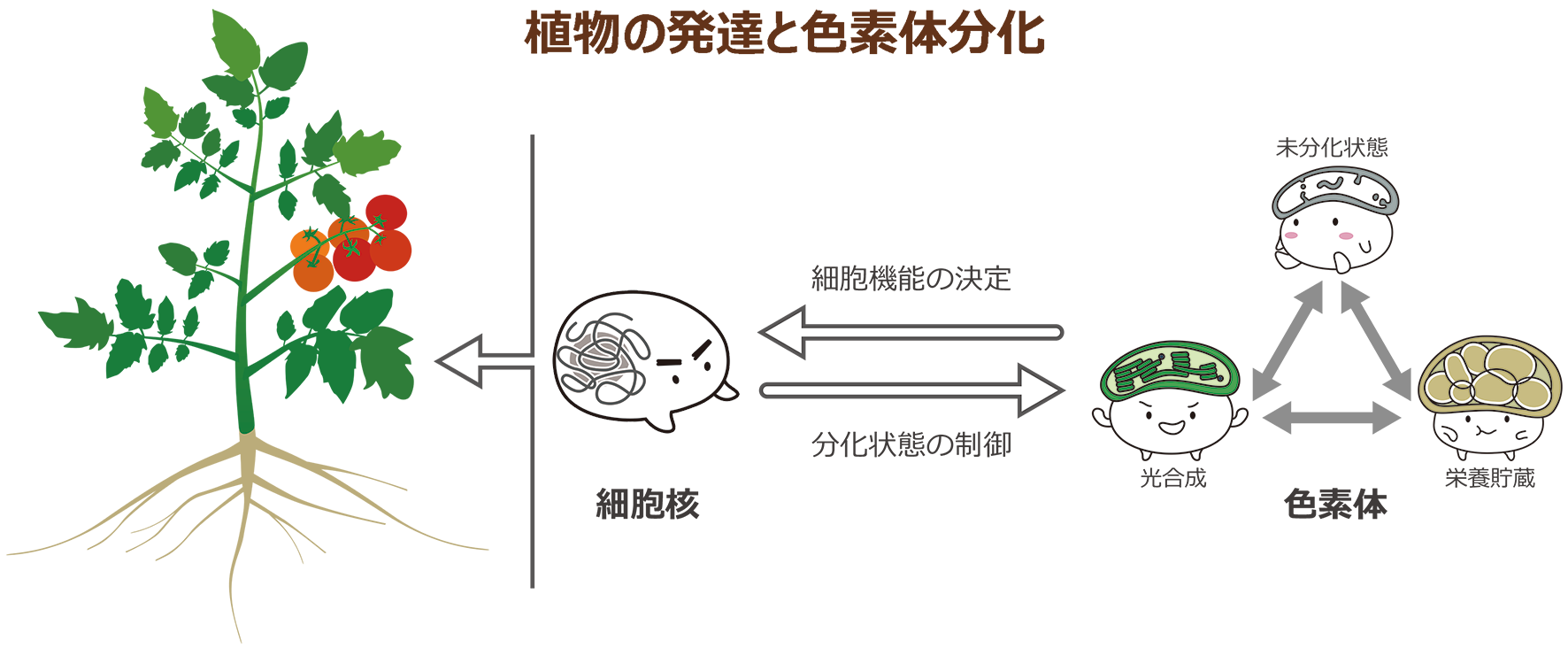 植物の発達と色素体分化